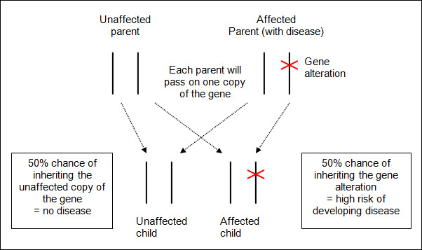 Genetic Inheritance and Testing - Australian Genetic Heart ...